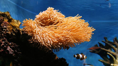 Ocean Floor Aquariums Inc Image