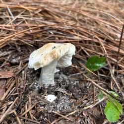 Reservoir Park - Mushroom