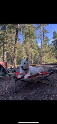 Cougar Rock Campground by null