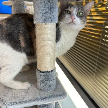 Rescued Treasures Cat Cafe - Pet Adoption Near Me - Las Vegas, Nevada Rescued Treasures Cat Cafe - Pet Adoption Near Me - Las Vegas, Nevada