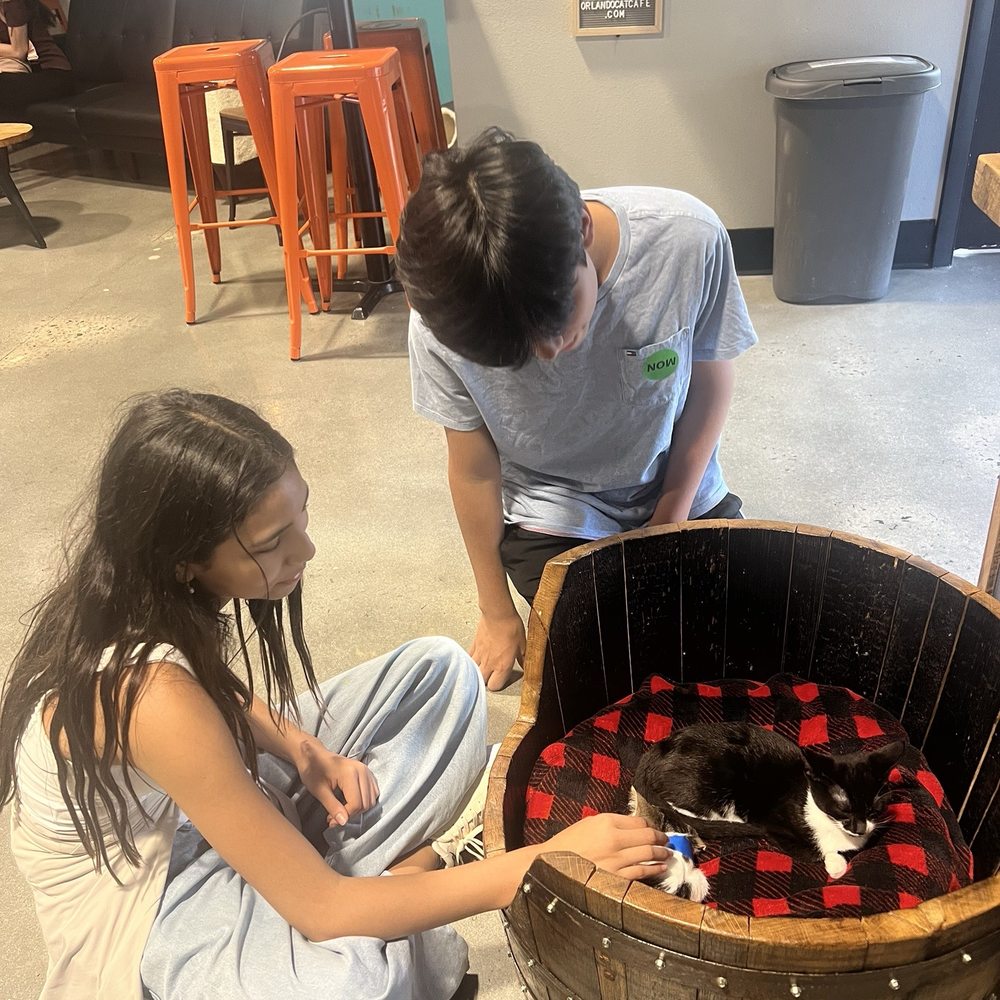 Orlando Cat Cafe - Wonderful place! - Animal Shelters Near Me - Clermont, Florida Orlando Cat Cafe - Wonderful place! - Animal Shelters Near Me - Clermont, Florida
