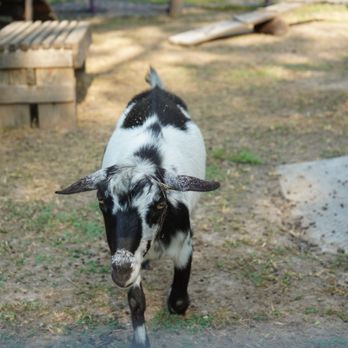 Willoughby Farm - Friendly goat! - Venues & Event Spaces Near Me - Collinsville, Illinois Willoughby Farm - Friendly goat! - Venues & Event Spaces Near Me - Collinsville, Illinois