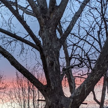 Norm's Place - Beautiful February sunset from Norms patio. - American Near Me - Danville, California