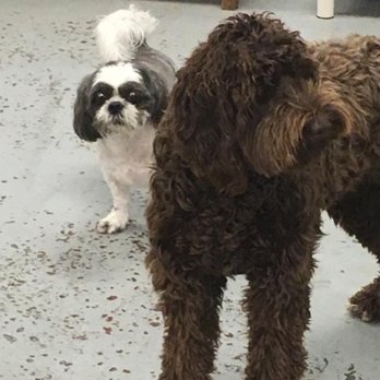 Urban Hound Playground - Pet Sitting Near Me - Minneapolis, Minnesota Urban Hound Playground - Pet Sitting Near Me - Minneapolis, Minnesota