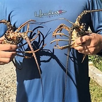 Scuba Quest Outlet - Staff went on a recent shore dive in October 2016, lobster and lionfish! - Scuba Diving Near Me - Key Largo, Florida