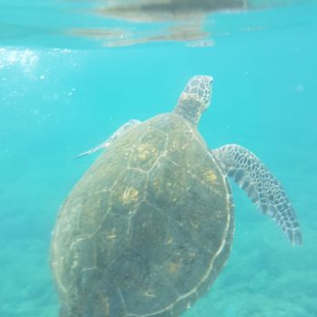The Snorkel Store - Kihei - My spirit animal. - Beach Equipment Rentals Near Me - Kihei, Hawaii