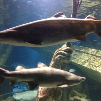 Long Island Aquarium - Shark dive experience is a must! - Aquariums Near Me - Riverhead, New York Long Island Aquarium - Shark dive experience is a must! - Aquariums Near Me - Riverhead, New York