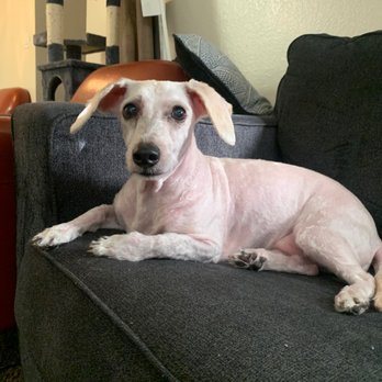 Petco - No more matting! All cleaned up for Summer. - Pet Stores Near Me - Montclair, California