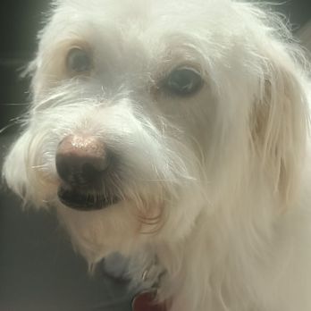 The Muddy Mutt - Clean and beautifl !  Thanks Muddy mutt and Micaela! - Pet Groomers Near Me - Arlington, Virginia