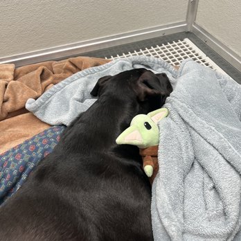 VEG ER for Pets - Post op, comfortable with lots of blankets. - Emergency Pet Hospital Near Me - Washington, DC, District of Columbia VEG ER for Pets - Post op, comfortable with lots of blankets. - Emergency Pet Hospital Near Me - Washington, DC, District of Columbia