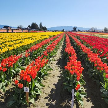 Tulip Town - Botanical Gardens Near Me - Mount Vernon, Washington Tulip Town - Botanical Gardens Near Me - Mount Vernon, Washington