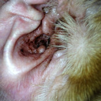 PetSmart - My dog's ear after being cleaned at PetSmart. Why did I pay extra for this? - Pet Training Near Me - Gaithersburg, Maryland PetSmart - My dog's ear after being cleaned at PetSmart. Why did I pay extra for this? - Pet Training Near Me - Gaithersburg, Maryland