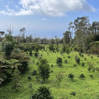 Mountain Thunder Coffee Plantation - Coffee trees - Coffee & Tea Near Me - Kailua-Kona, Hawaii