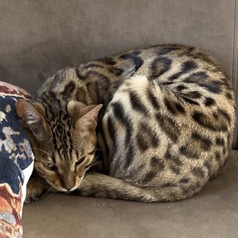 Mirabell Bengal - Maui - Pet Breeders Near Me - Commerce City, Colorado