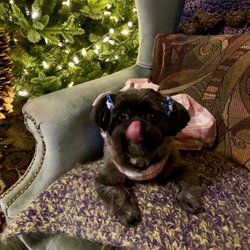 Pawsitivity Dog Grooming - Angel Bear Paw Paw!