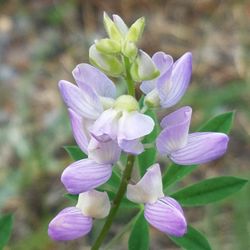 Lava Lake - Wild flower