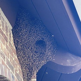 Bee Removal Pros - My bee hive - Pest Control Near Me - Murrieta, California Bee Removal Pros - My bee hive - Pest Control Near Me - Murrieta, California