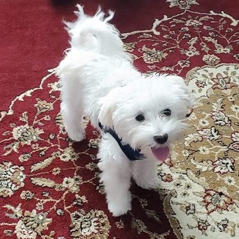 Purrfect Paws Grooming - My pup - Pet Groomers Near Me - Pearl River, New York Purrfect Paws Grooming - My pup - Pet Groomers Near Me - Pearl River, New York