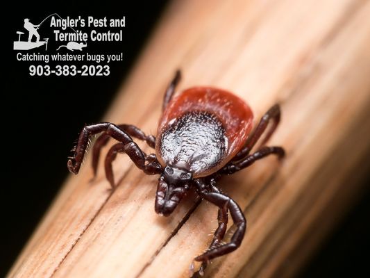 Anglers Pest and Termite Control