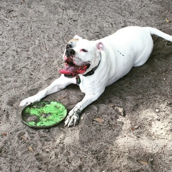 Caring Fur Pets - what a dirt dog - Dog Walkers Near Me Caring Fur Pets - what a dirt dog - Dog Walkers Near Me