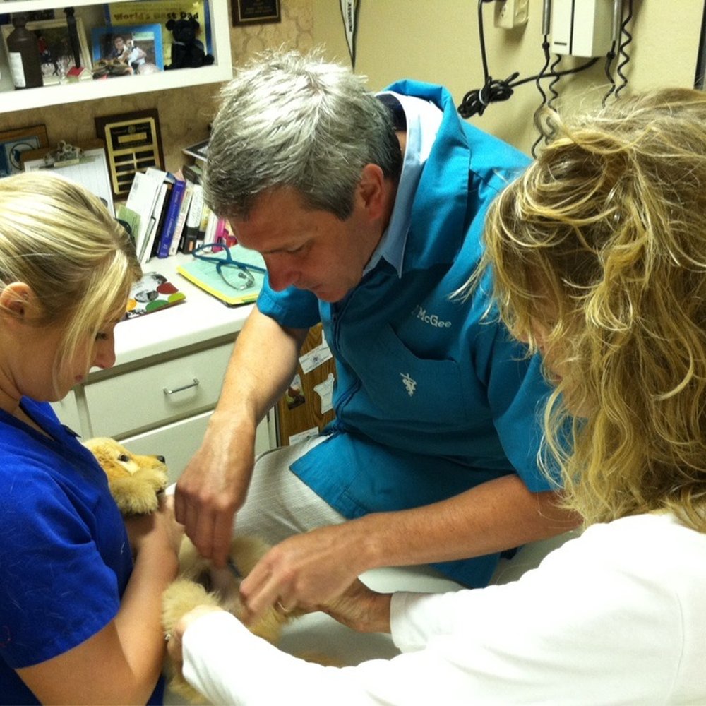 CareVet of Collierville - Puppy First Visit - Veterinarians Near Me - Collierville, Tennessee CareVet of Collierville - Puppy First Visit - Veterinarians Near Me - Collierville, Tennessee