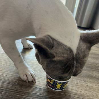 Dutch Bros Coffee - Chanel loves her treat from Dutch Bros!!!! - Coffee & Tea Near Me - North Las Vegas, Nevada Dutch Bros Coffee - Chanel loves her treat from Dutch Bros!!!! - Coffee & Tea Near Me - North Las Vegas, Nevada