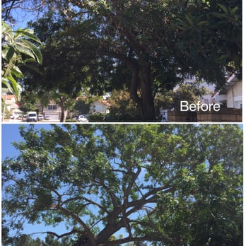 Jae Tree Service - Never thought our pepper tree could look so good! - Tree Services Near Me Jae Tree Service - Never thought our pepper tree could look so good! - Tree Services Near Me