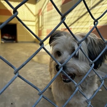 Pets In Need - Dog - Animal Shelters Near Me - Palo Alto, California Pets In Need - Dog - Animal Shelters Near Me - Palo Alto, California