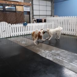 Schroeder's Den Dog Daycare - Cecil and Dacoda... giant play is the best!
