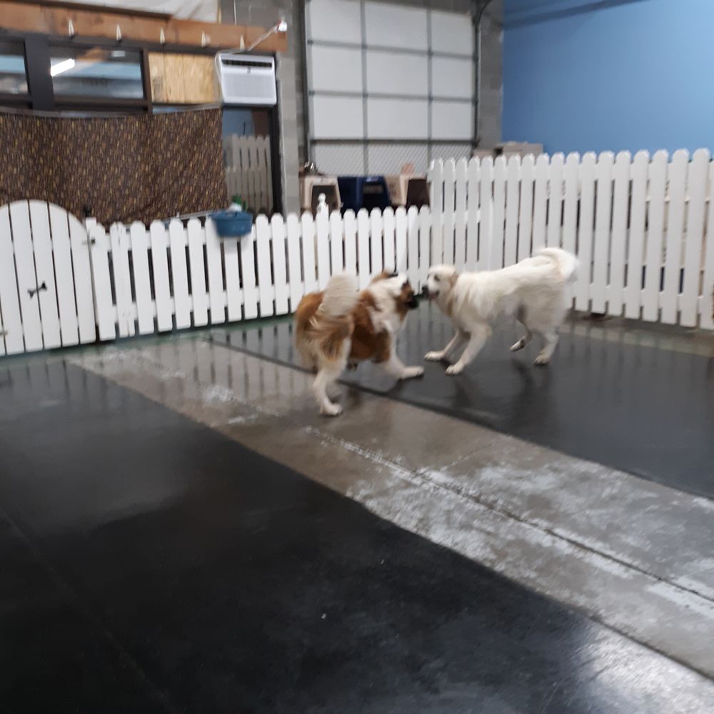 Schroeder's Den Dog Daycare - pet boarding facility in Hillsboro, OR