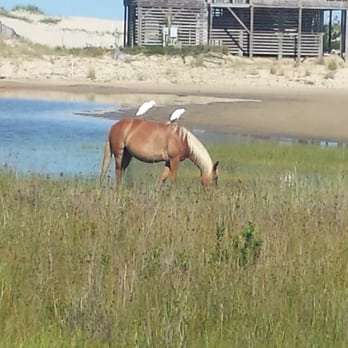 Corolla Jeep Adventures - 2 egrets perched on a pony. - Tours Near Me - Corolla, North Carolina