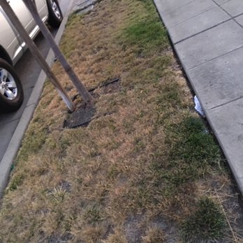 Flores Gardening - Front yard grass dead - Gardeners Near Me Flores Gardening - Front yard grass dead - Gardeners Near Me