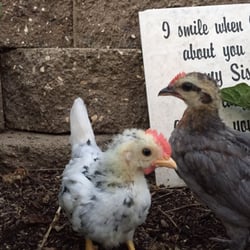 Los Arcos Livestock Feed Store - Angel