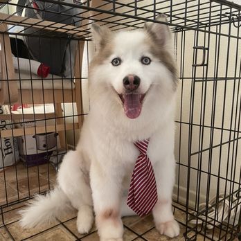 Dirty Dogs Grooming - My pomsky after his grooming - Pet Groomers Near Me - Gardena, California Dirty Dogs Grooming - My pomsky after his grooming - Pet Groomers Near Me - Gardena, California