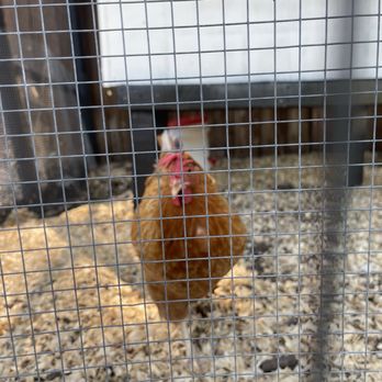 Garden Cafe - Chicken  roaming in cage - Breakfast & Brunch Near Me - Dallas, Texas