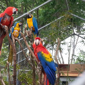 Black Hammock Adventures - Macaws! - Boating Near Me - Oviedo, Florida