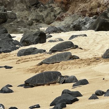 Hookipa Beach Park - Sea Turtles at Ho'okipia Beach, Maui - Parks Near Me - Paia, Hawaii Hookipa Beach Park - Sea Turtles at Ho'okipia Beach, Maui - Parks Near Me - Paia, Hawaii