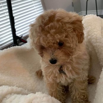 Tropico Kennels - Day I brought her home - Pet Breeders Near Me Tropico Kennels - Day I brought her home - Pet Breeders Near Me