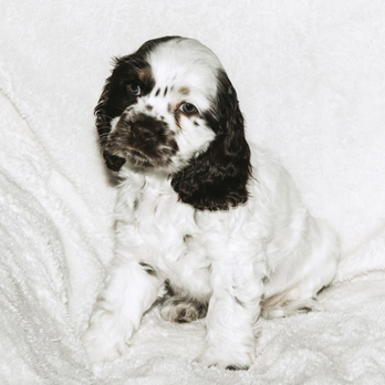 Gryphon Cocker Spaniels - Pet Breeders Near Me - Airdrie, Alberta Gryphon Cocker Spaniels - Pet Breeders Near Me - Airdrie, Alberta