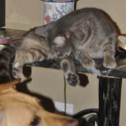 Diva Hound In-Home Pet Care Service - Molly and Little Kitty