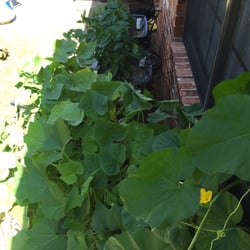 Garden Anywhere Box - Wahoo!