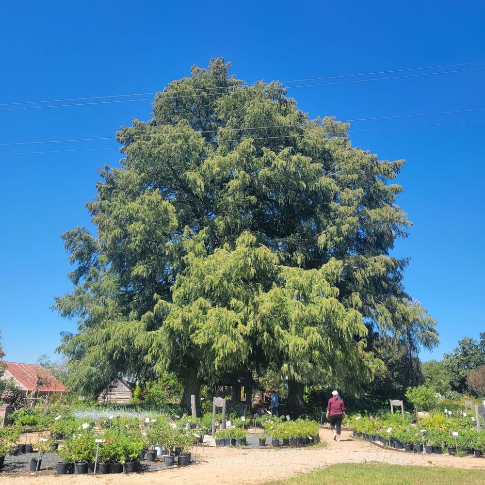 ANTIQUE ROSE EMPORIUM NURSERY & DISPLAY GARDENS - Updated July 2024 ...