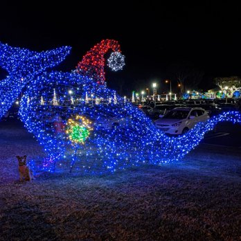 Dana Point Harbor - Blue whale. Cute dog may not be available upon your visit - Marinas Near Me - Dana Point, California