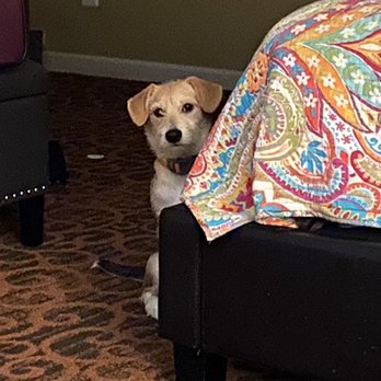 Sugar Land AC and Heating - Buddy pet of the month .... - Heating & Air Conditioning/HVAC Near Me - Sugar Land, Texas Sugar Land AC and Heating - Buddy pet of the month .... - Heating & Air Conditioning/HVAC Near Me - Sugar Land, Texas