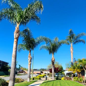 Trees & Timber - Tree Services Near Me - San Jose, California Trees & Timber - Tree Services Near Me - San Jose, California