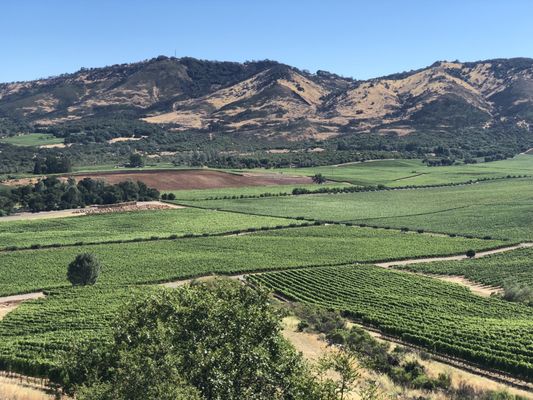 Antinori Napa Valley by null
