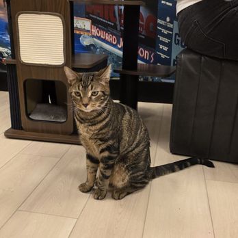 MeowTown Cat Lounge - Pet Adoption Near Me - McLean, Virginia