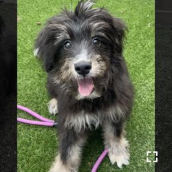 Rescue photo of Capote