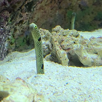 Shedd Aquarium - Aquariums Near Me - Chicago, Illinois