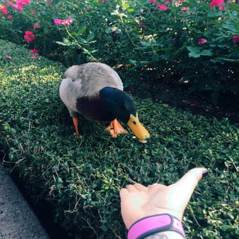 Dockside Diner - I fed him rice. You're not supposed to. Oops - Fast Food Near Me - Lake Buena Vista, Florida